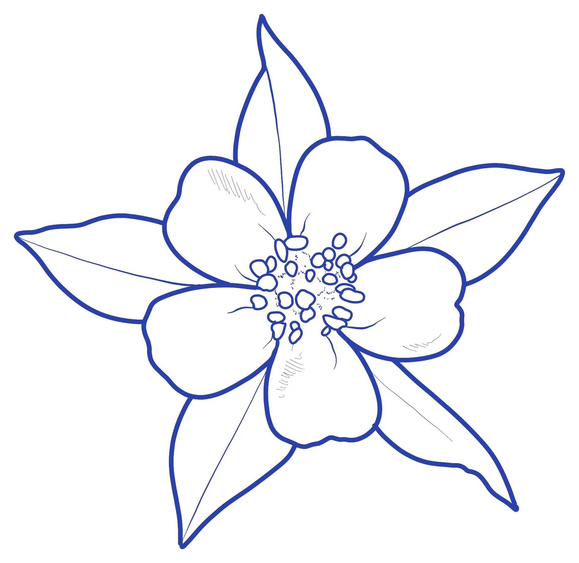 Flower line artwork by Anna Clarke