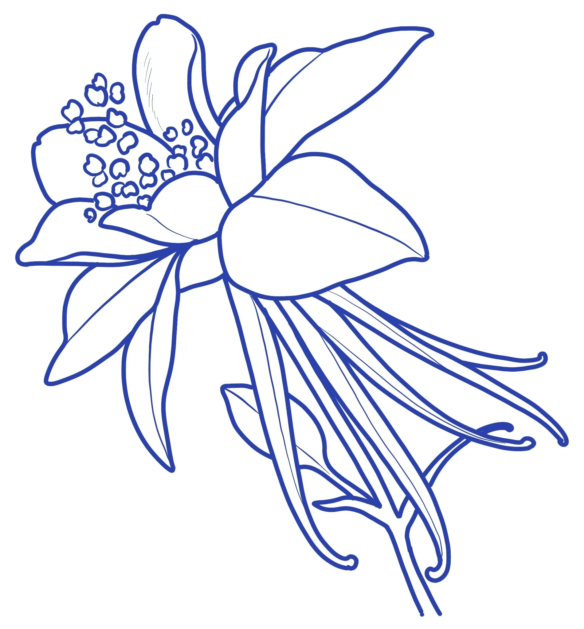Floral line artwork by Anna Clarke