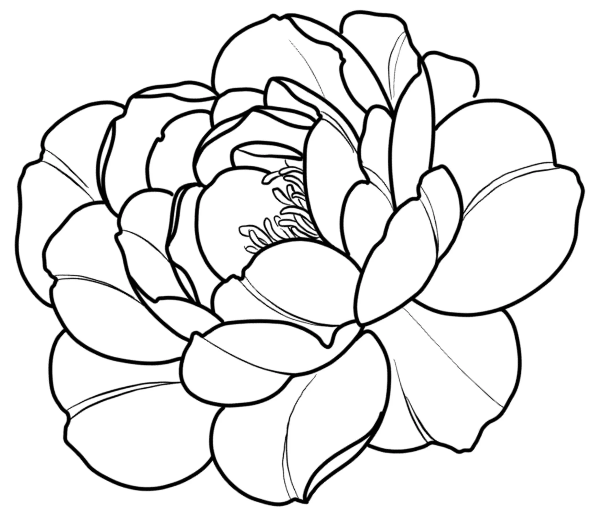 Peony line artwork by Anna Clarke
